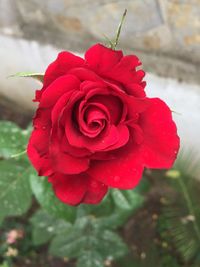 Close-up of red rose blooming outdoors