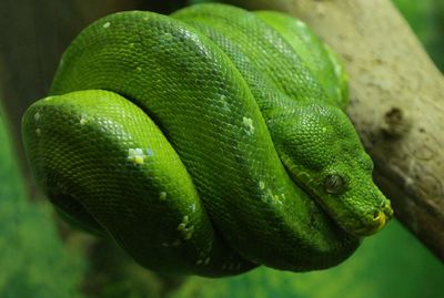 Close up of green plant