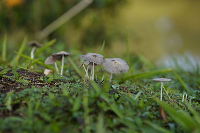 Close-up of mushrooms growing on land