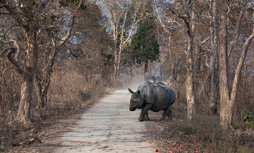 Rhinoceros on pathway in forest