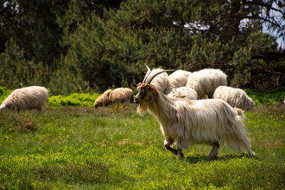 Grazing goats
