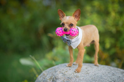 Close-up of dog with toy  outdoors