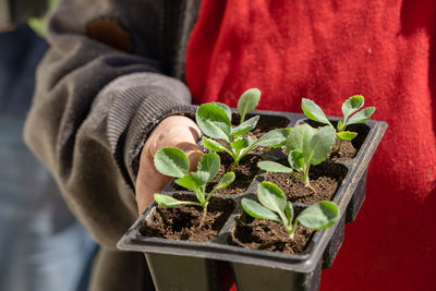 Cabbage seedlings in the hands of a person. young cabbage. summer in the garden