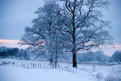 Bare trees on snow covered field