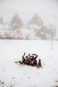 View of birds on snow covered land