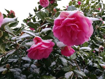 Close-up of pink roses blooming outdoors