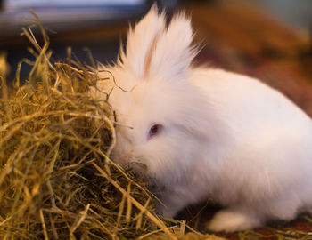 Portrait of rabbit by dry plants