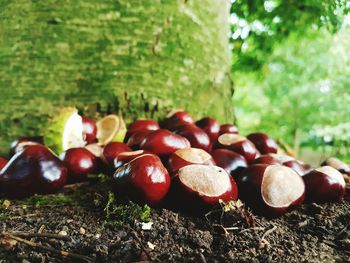 Close-up of fruits on tree