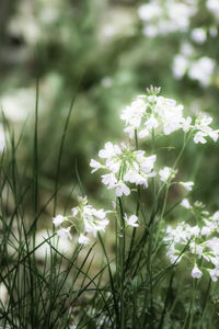 Close-up of flowers blooming outdoors