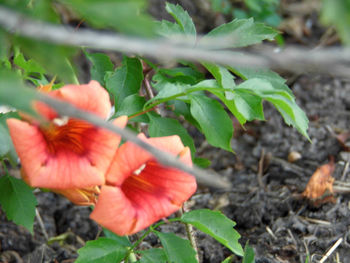 Close-up of red hibiscus flower