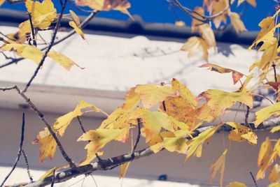 Close-up of autumn tree against sky