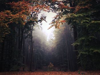 Sunlight streaming through trees in forest during autumn