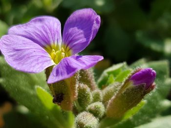 Close-up of purple flowering plant