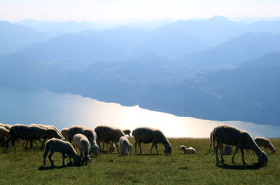 Horses grazing on field against mountains