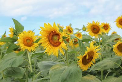 Sunflowers blooming on field against sky