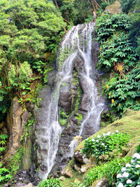 Scenic view of waterfall in forest