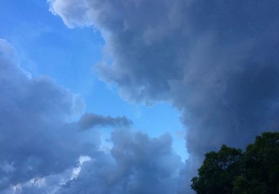 Low angle view of trees against blue sky