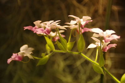 Close-up of flowers blooming outdoors