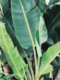 Close-up of green leaves on plant