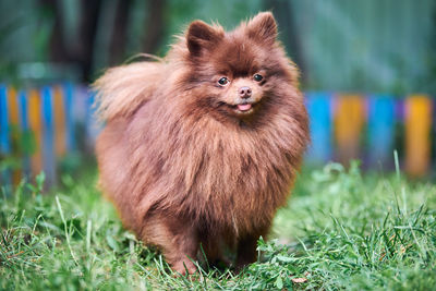 Pomeranian spitz dog in garden. cute brown pomeranian puppy, spitz pom dog, green grass background