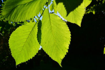 Close-up of green leaves