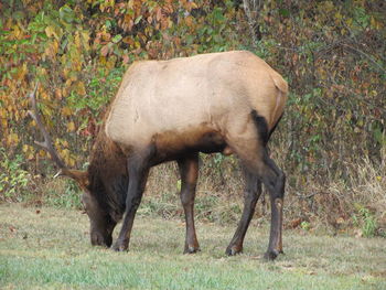 Horse grazing in grass