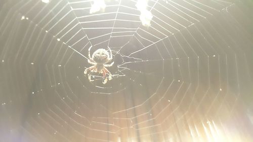 Spider on web