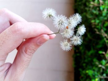 Close-up of hand holding dandelion flowers