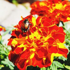 Close-up of bee on red flower