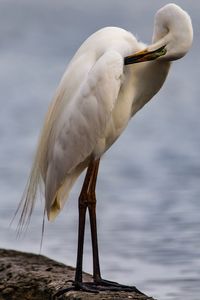 Close-up of bird on beach