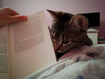 Cat lying on book at home