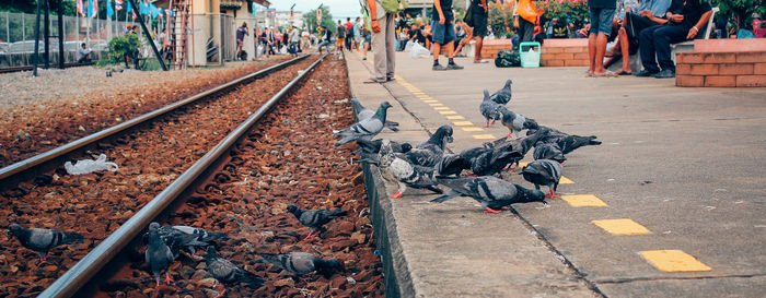 Group of birds on railroad track