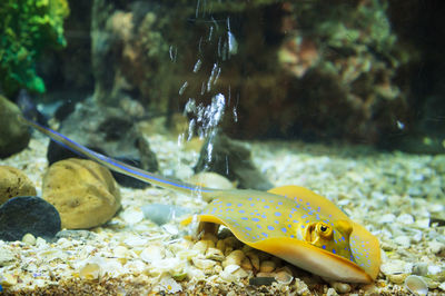 Fish swimming in sea