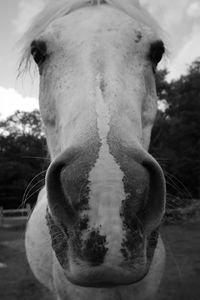 Close-up of horse