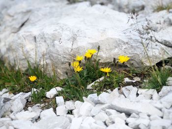 Close-up of yellow flowering plants on rocks