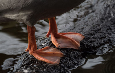 Close-up of bird in water