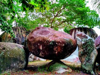 Close-up of sculpture on rock in park