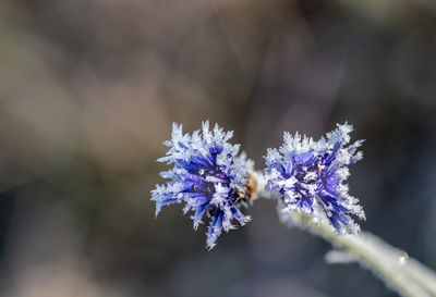 Close-up of purple flowering plant