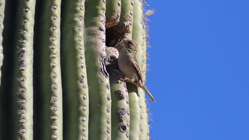 Low angle view of fresh cactus against blue sky