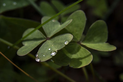 Close-up of wet plant leaves