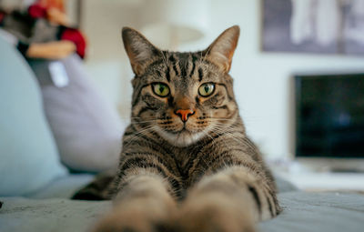 Close-up portrait of a cat