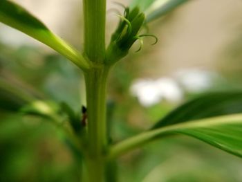 Close-up of plant
