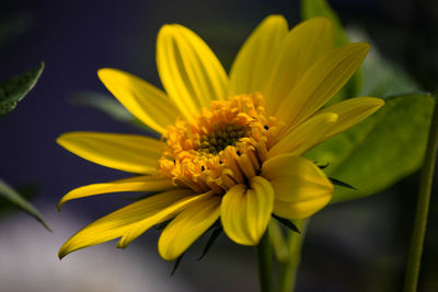 Close-up of yellow flower