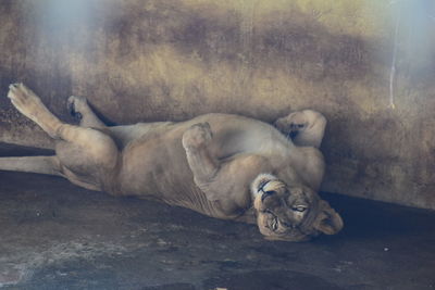 Portrait of lioness relaxing at zoo
