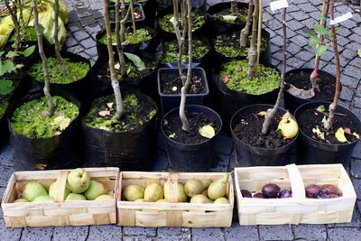 Vegetables for sale at market stall