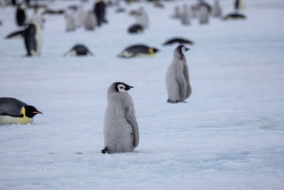 Lone chicks of emperor penguine with beeding colony in the background