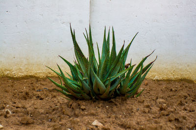 Close-up of cactus plant growing on field