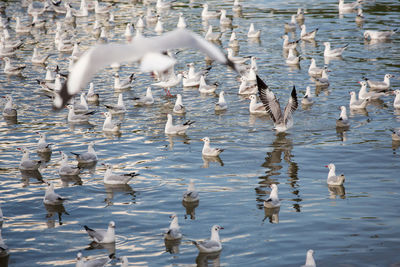 Flock of birds in lake