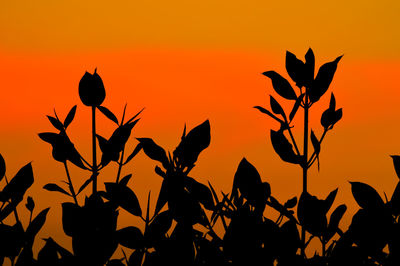 Close-up of silhouette plant against orange sky