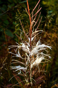 Close-up of dry plant on field